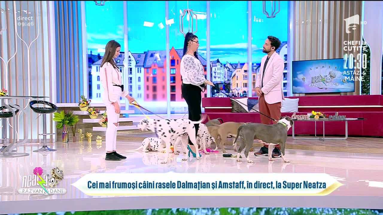 Totul despre c&acirc;inii din rasele Amstaff și Dalmațian
