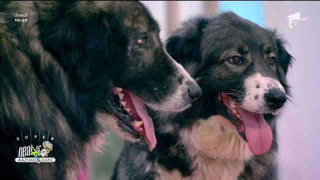 Ciobăneștii Rom&acirc;nești, buni la paza gospodăriei, fiind perfect adaptați climei țării