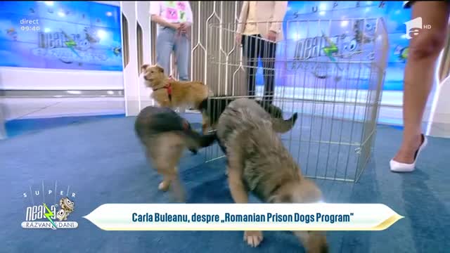 Care sunt condițiile și cum se desfășoară procesul de adopție al unui câine