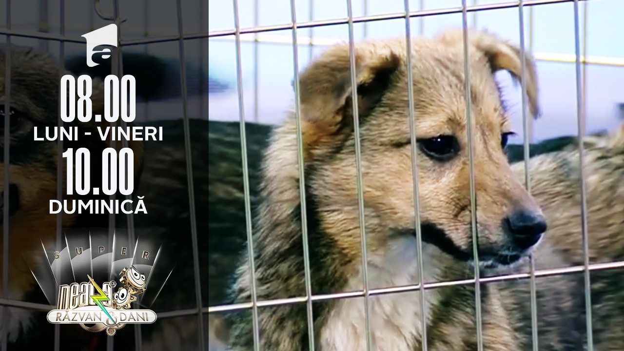 Care sunt condițiile și cum se desfășoară procesul de adopție al unui c&acirc;ine