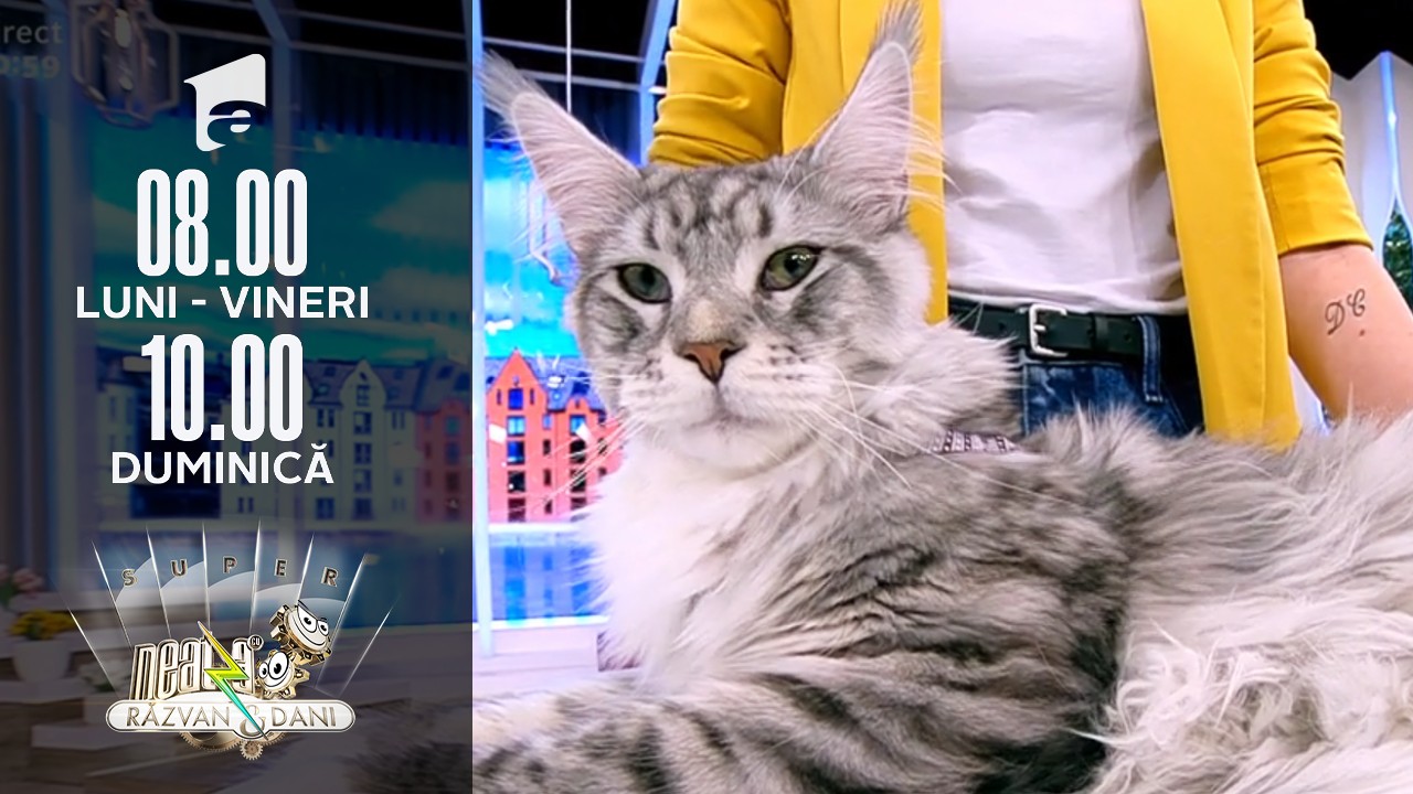 Super expoziție de pisici rasa Maine Coon, &icirc;n direct, la Neatza
