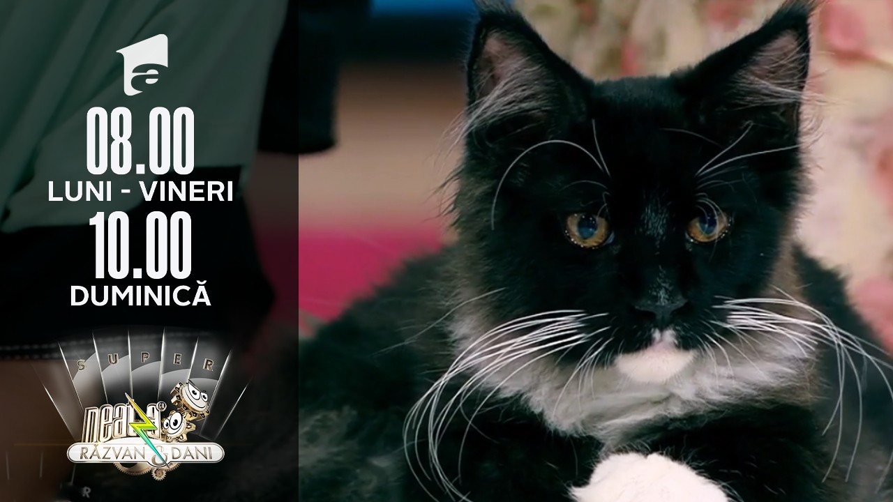 Cele mai mari pisici domestice din lume, &icirc;n direct, la Neatza de Weekend