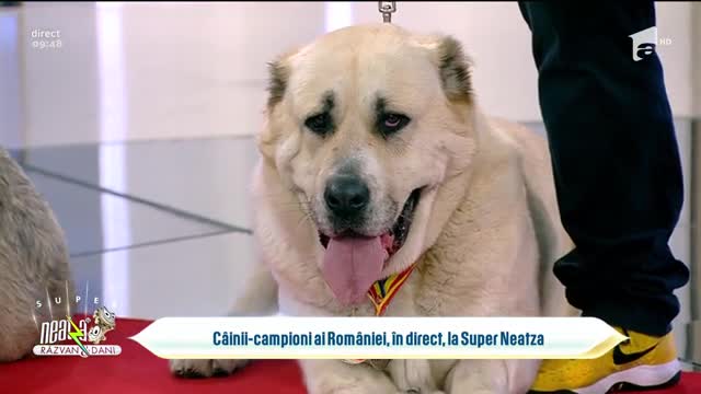 C&acirc;știgătorii Expoziției Canine "Ibănești Royal Show", &icirc;n direct, la Neatza cu Răzvan și Dani