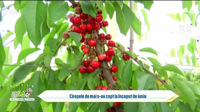 Cireșele de mai s-au copt la &icirc;nceput de iunie