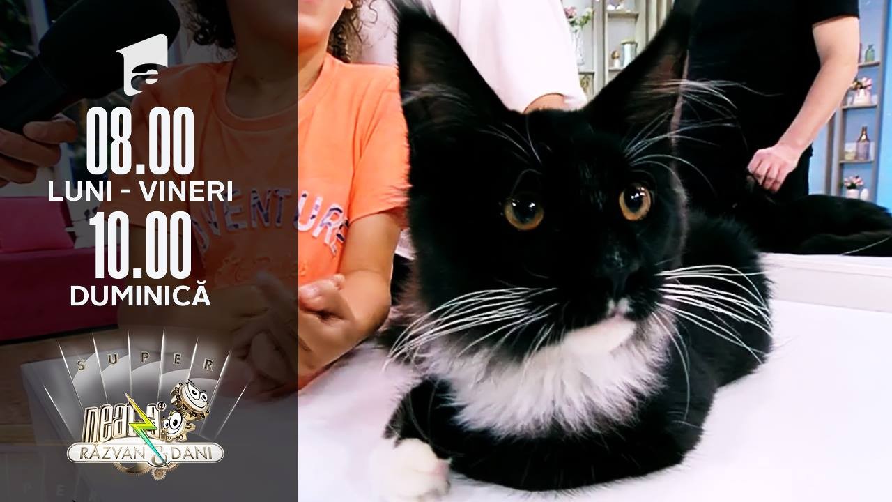 Cele mai frumoase pisici din rasa Maine Coon, &icirc;n platoul de la Super Neatza