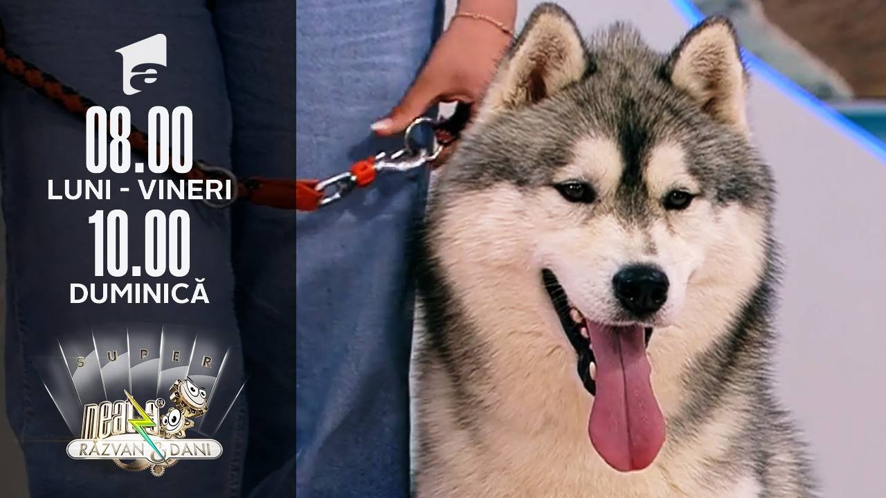 Super exemplare din rasă Husky Siberian, &icirc;n direct, la Neatza