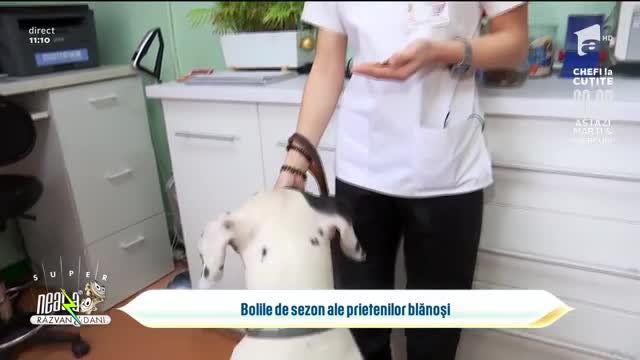 Bolile de sezon ale prietenilor blănoși