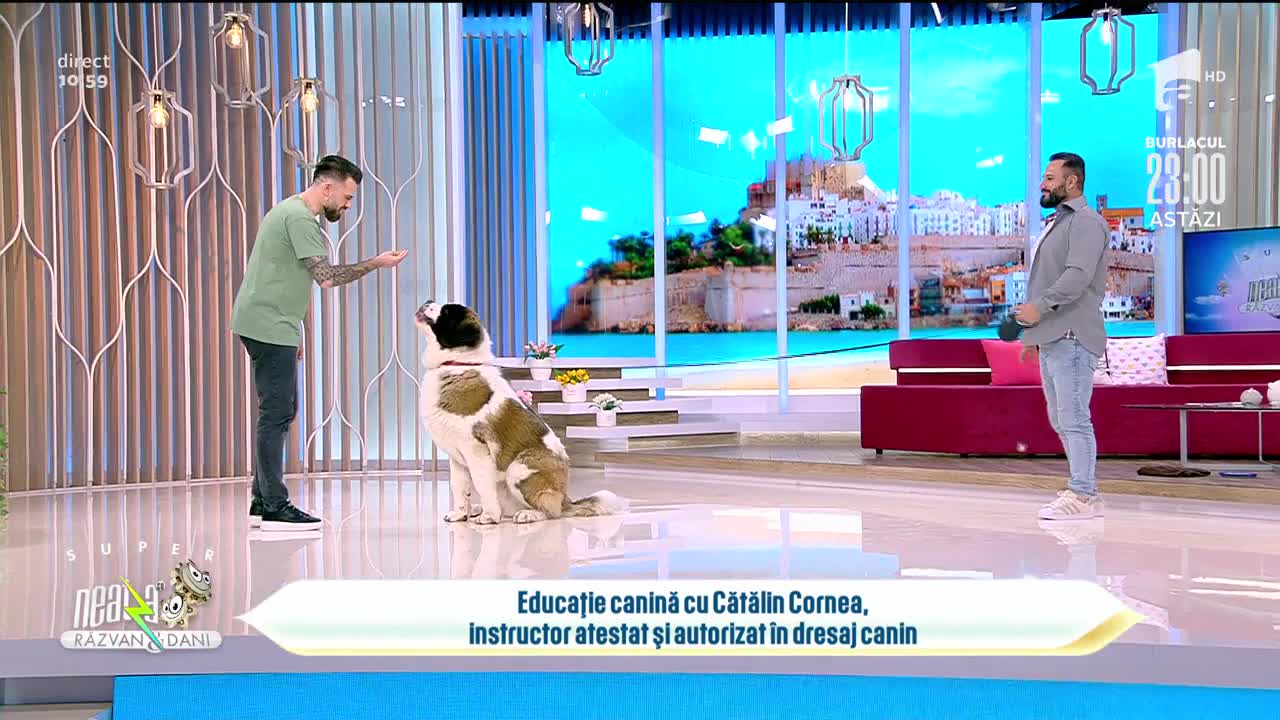 Educație canină cu Cătălin Cornea, instructor atestat și autorizat &icirc;n dresaj canin