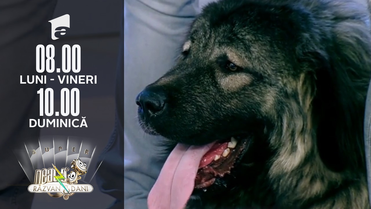 Cum &icirc;ngrijim corect un c&acirc;ine rasa Ciobănesc Caucazian