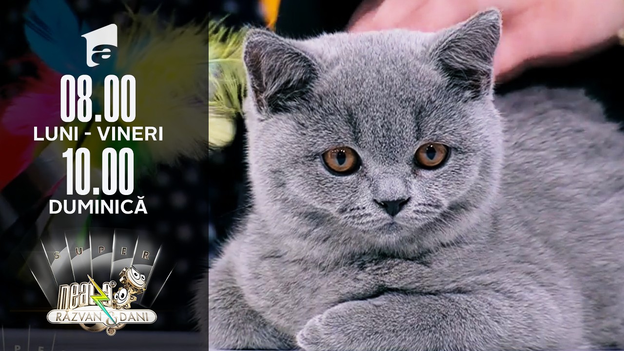 De ce trebuie să ţinem cont c&acirc;nd adoptăm o pisică