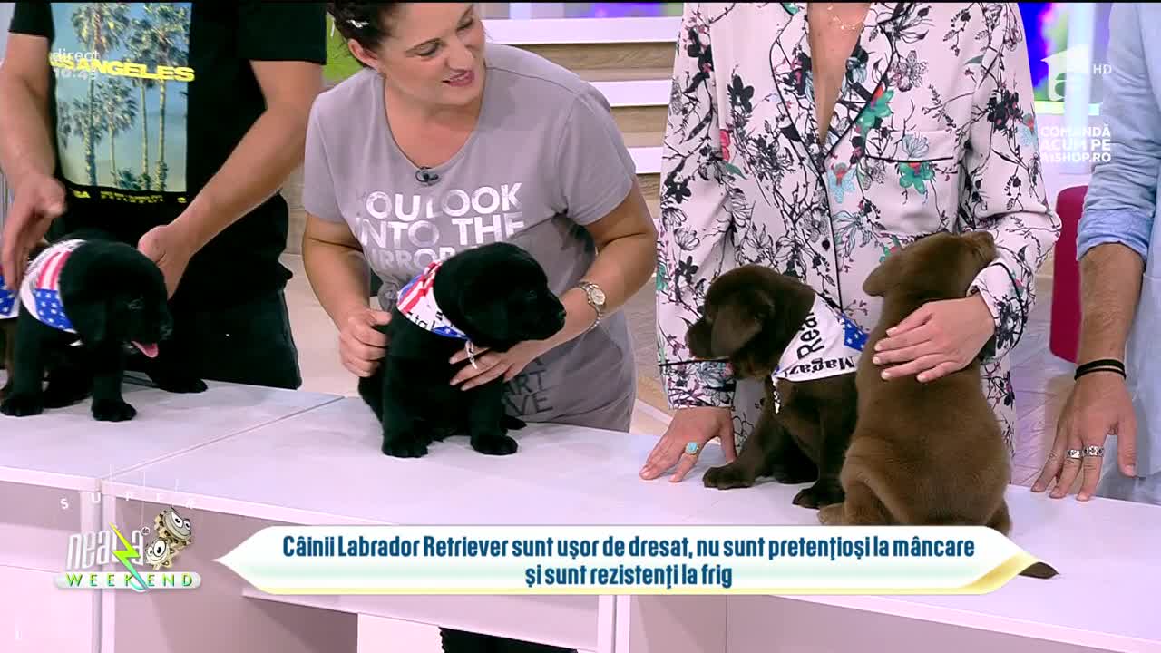 Neatza de Weekend, 25 iulie 2021. Totul despre creșterea și îngrijirea unui câine din rasa Labrador Retriever