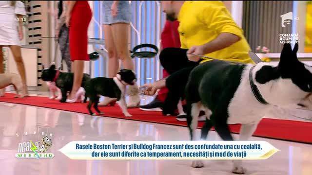 Neatza de Weekend, 15 august 2021. Paradă de câini din rasele Boston Terrier și Bulldog Francez
