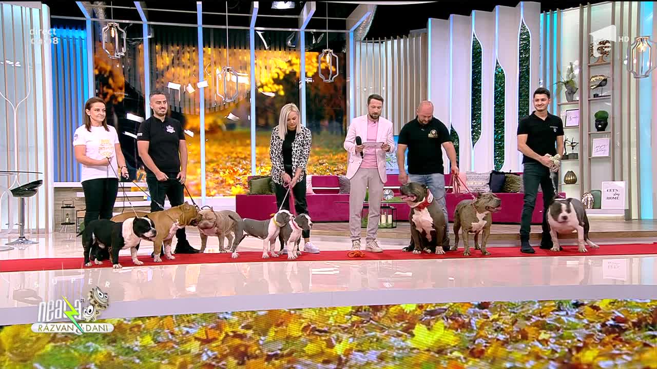 Super Neatza, 24 septembrie 2021. Totul despre creșterea și îngrijirea unui câine rasa American Bully
