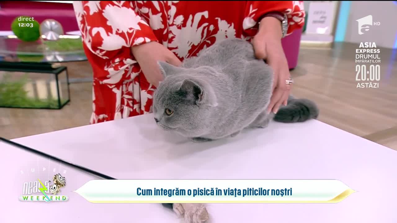 Neatza de Weekend, 26 septembrie 2021. Ce trebuie să știm înainte de a adopta o pisică
