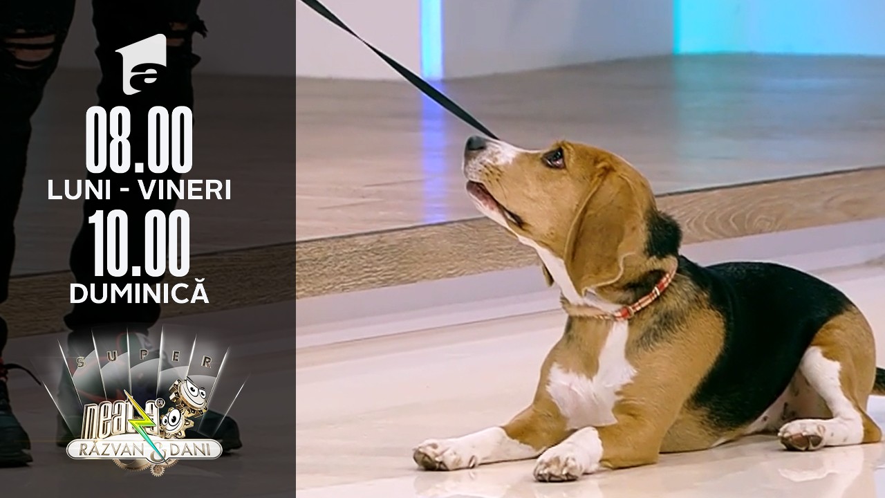 Super Neatza, 12 octombrie 2021. Regulile de bază &icirc;n dresajul canin
