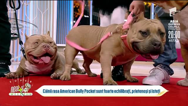 Neatza de Weekend, 24 octombrie 2021. Totul despre rasa de American Bully Pocket