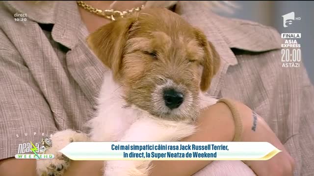 Neatza de Weekend, 28 noiembrie 2021. Rasa Jack Russell Terrier, caracteristici și temperament