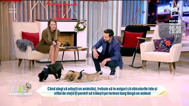 Super Neatza, 8 decembrie 2021. Evelina Vîrlan, totul despre adopția unui animal de companie