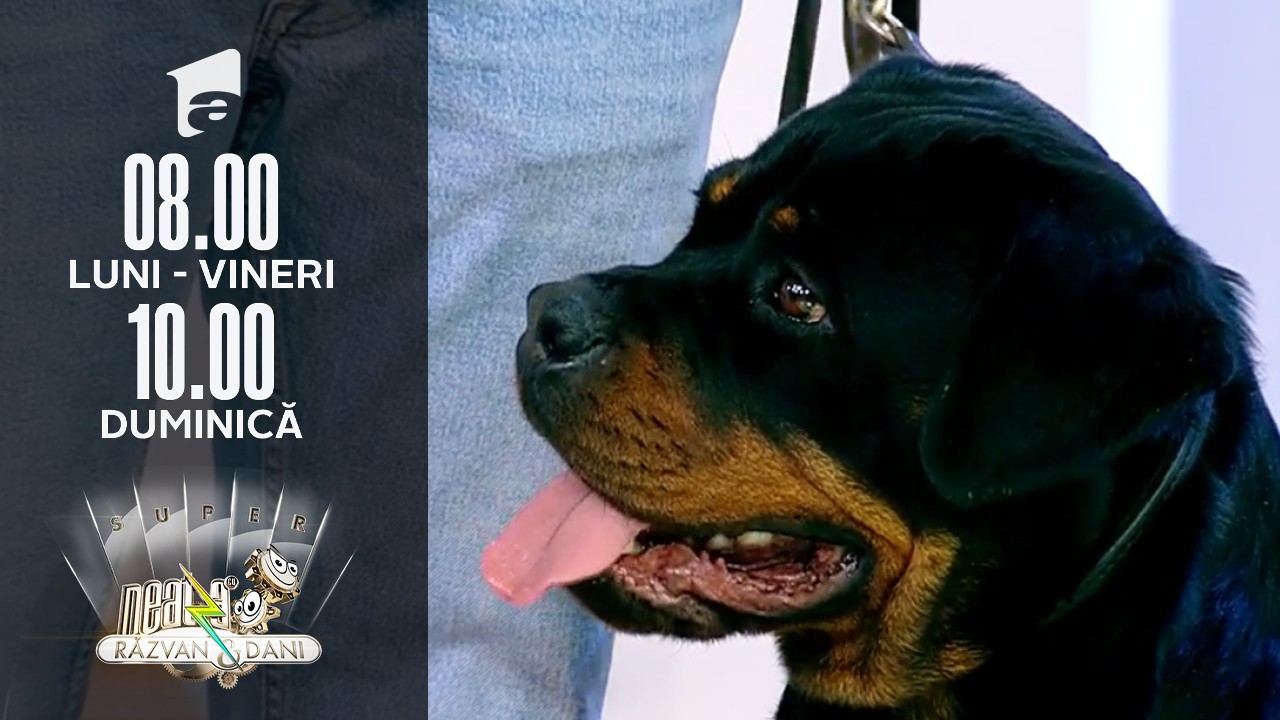 Neatza de Weekend, 19 decembrie 2021. Cum &icirc;ngrijim corect un c&acirc;ine din rasa Rottweiler