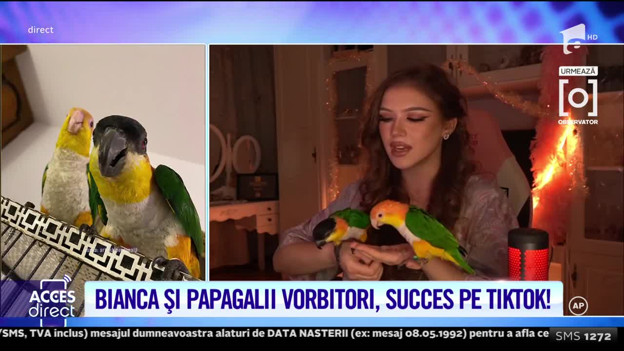 Acces Direct, 21 decembrie 2021. Povestea succesului celor mai virali papagali, Nuk şi Lila