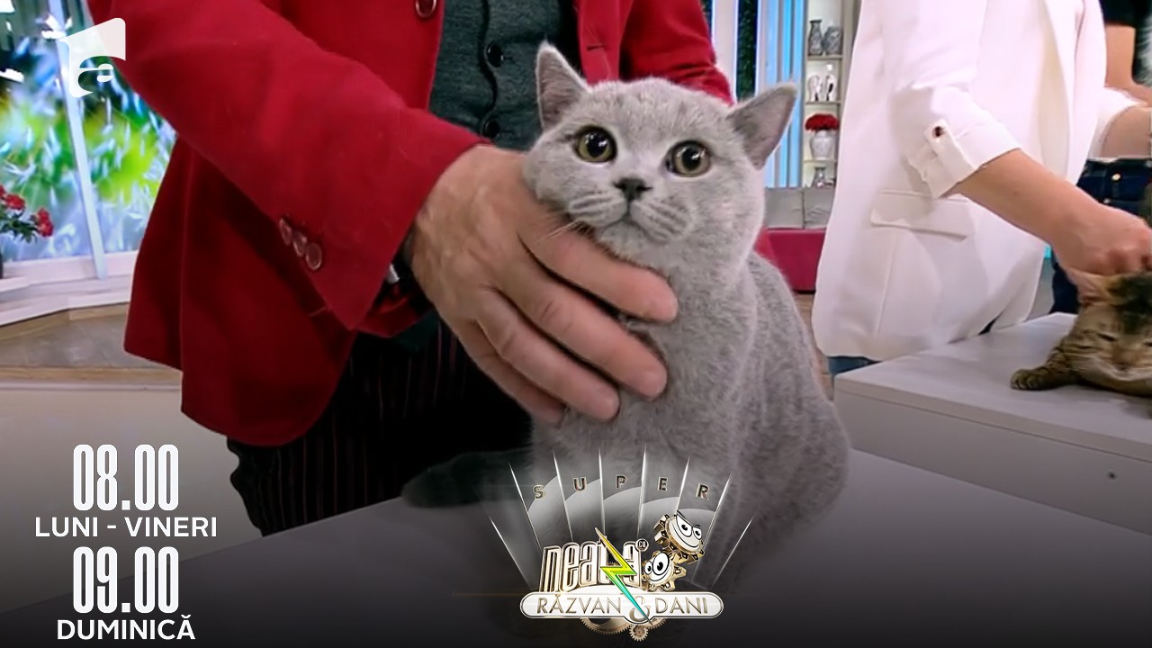 Super Neatza, 3 mai 2022. SofistiCAT - Salonul Internațional Felin București &icirc;și redeschide porțile