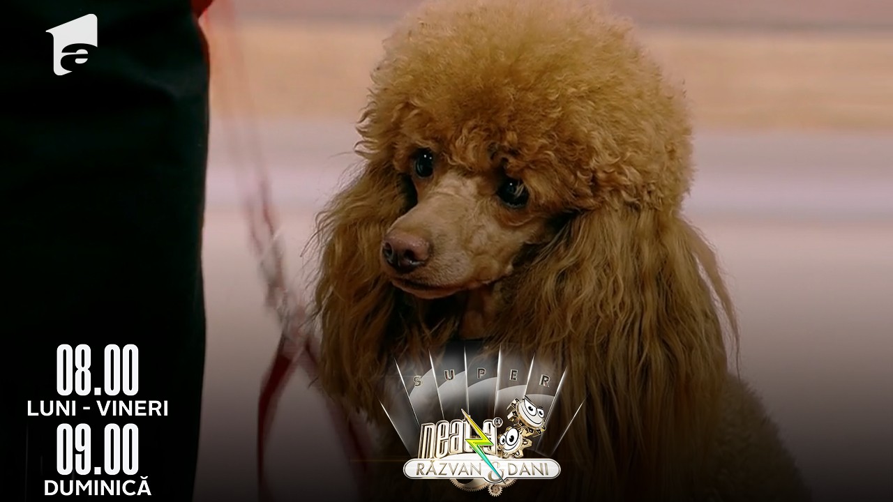 Neatza de Weekend, 8 mai 2022. C&acirc;inele rasa Caniche - caracteristici și temperament