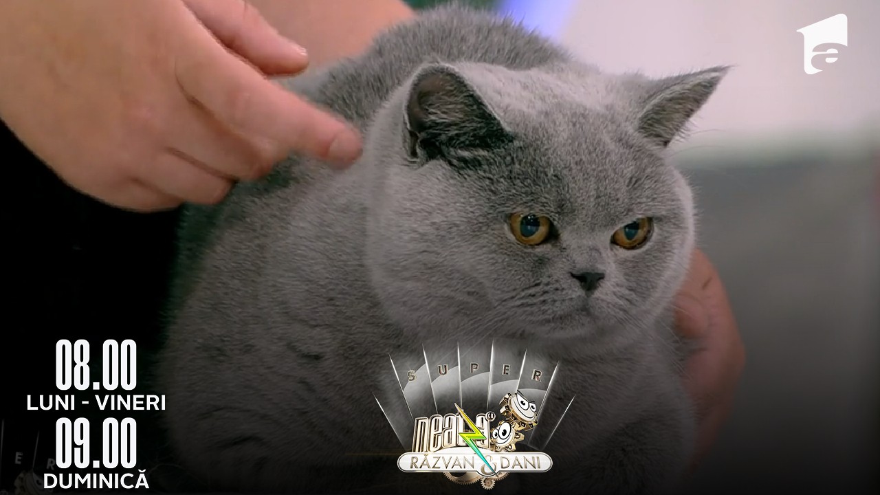 Super Neatza, 14 iunie 2022. Sfaturi de &icirc;ngrijire și informații utile despre puii din rasa British Shorthair