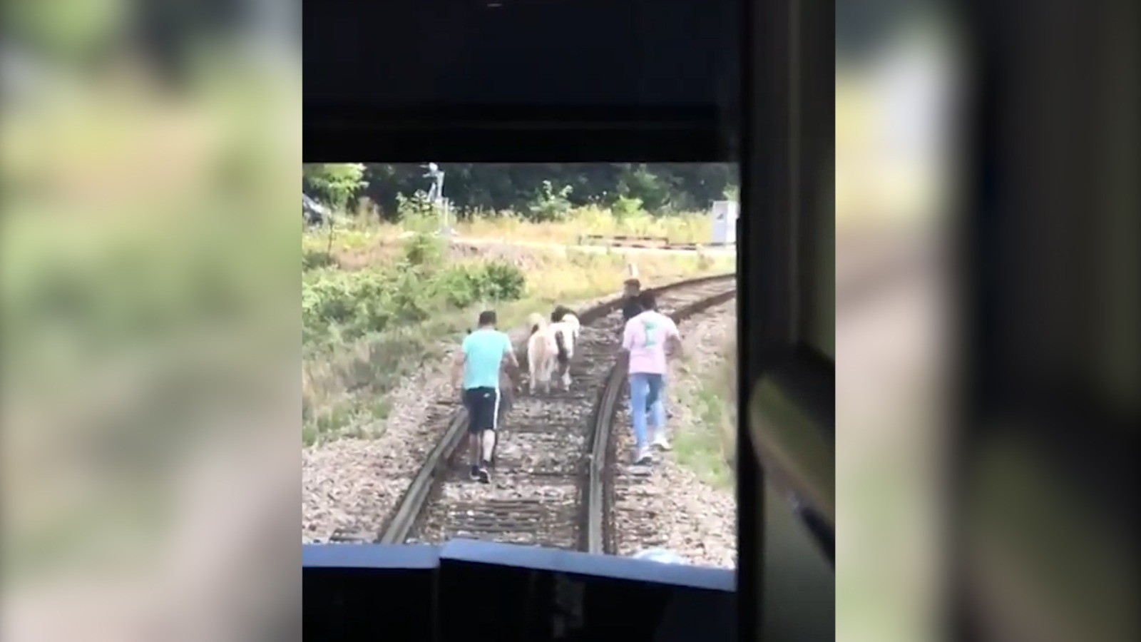 Un măgar şi doi ponei au oprit un tren de călători care circula pe ruta Oradea - Cluj. Animalele mergeau pe şina tren