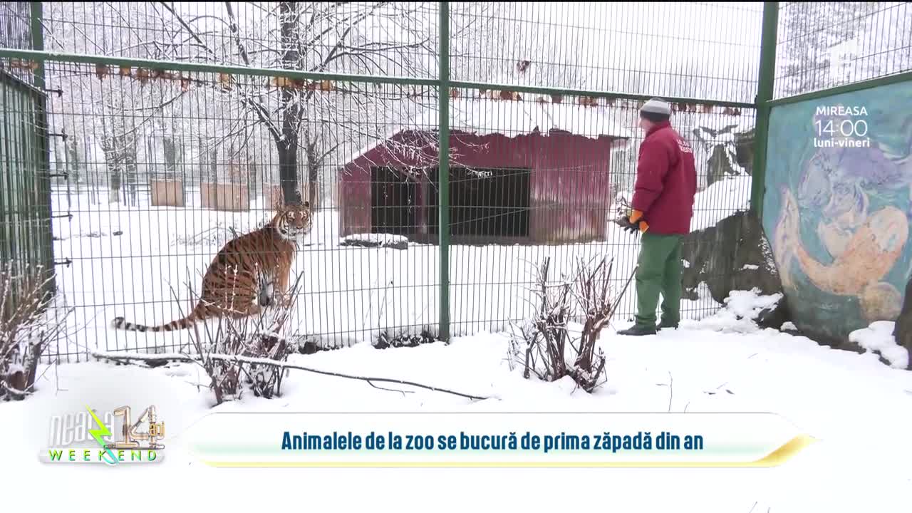 Super Neatza, 29 ianuarie 2023. Tigrii de la Grădina Zoologică Bucureşti se bucura de prima zapada din acest an