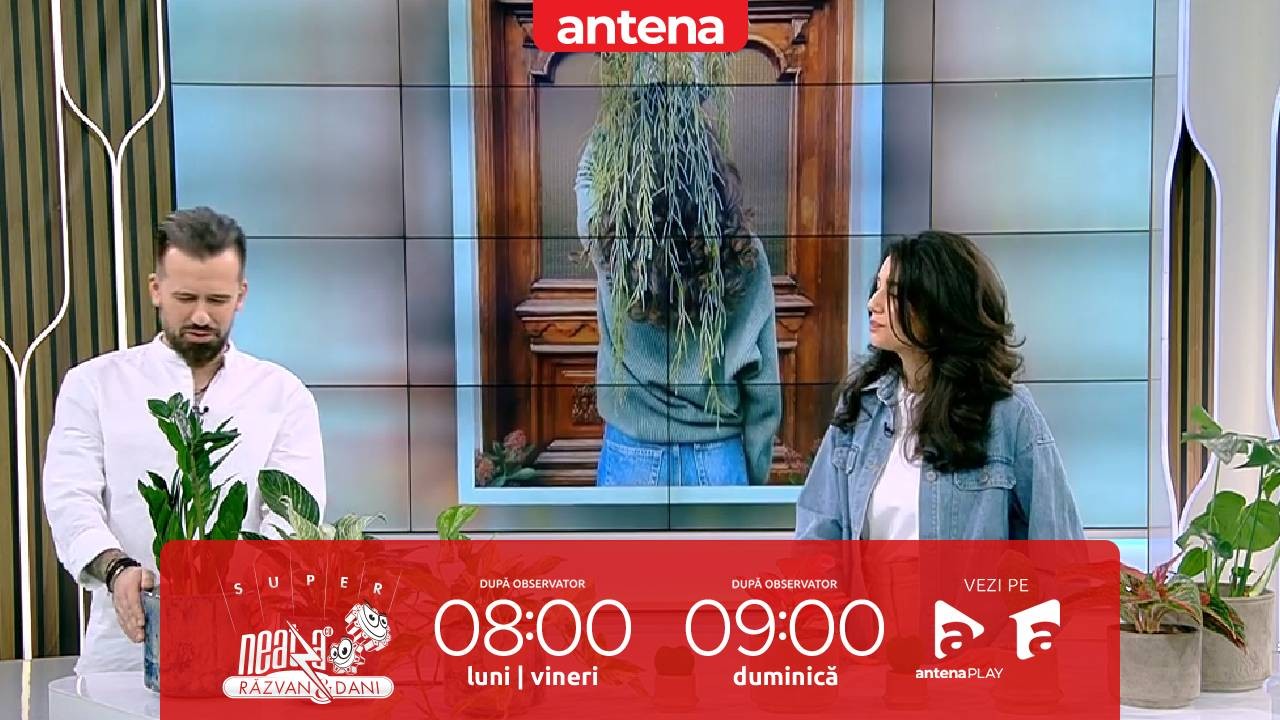 Super Neatza, 6 februarie 2023. Plante potrivite pentru adulții cu timp liber limitat