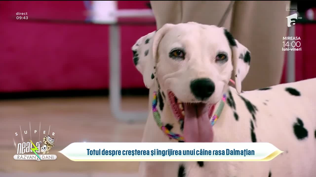 Super Neatza, 25 aprilie 2023. Totul despre creșterea și &icirc;ngrijirea unui c&acirc;ine din rasa Dalmațian