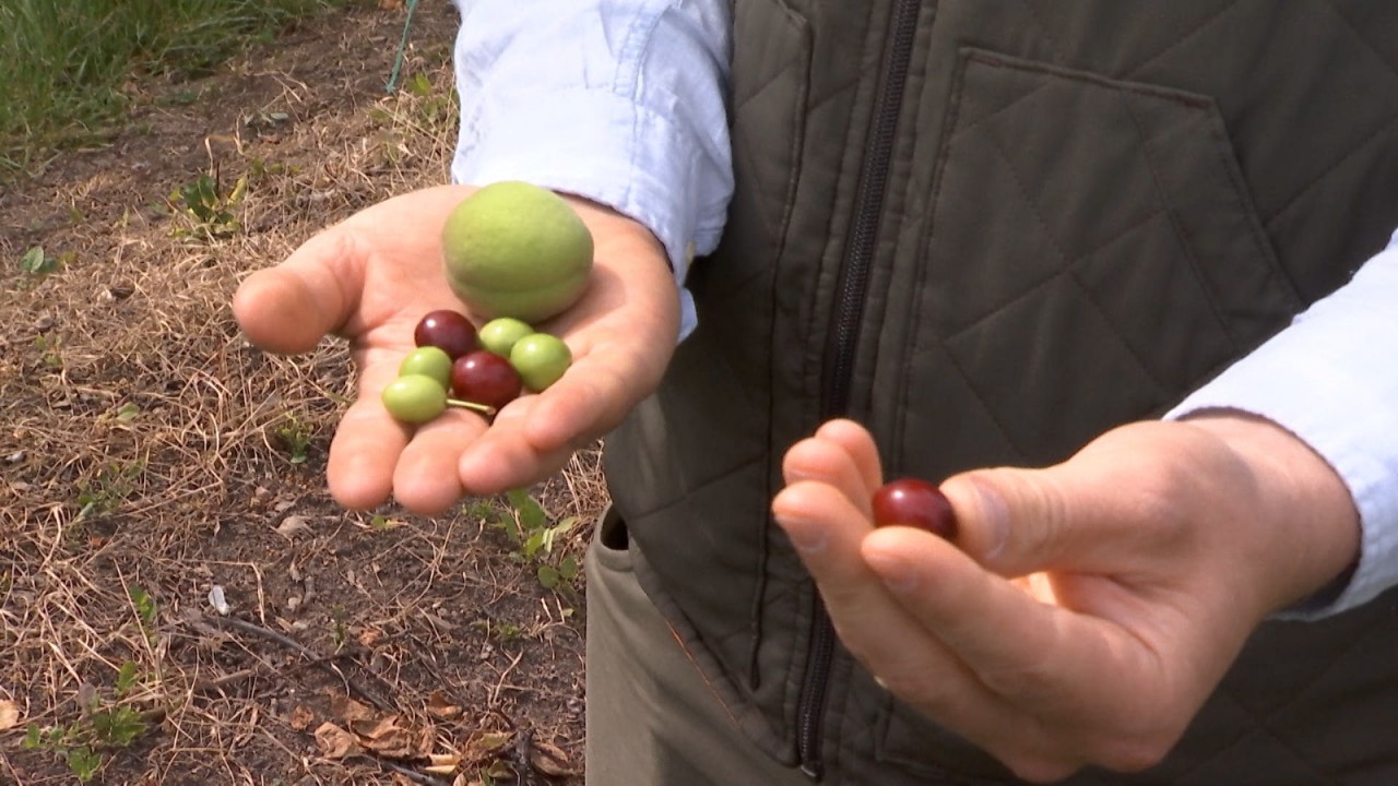 Românii, revoltaţi după ce au văzut cât costă 1 kg de corcoduşe în ...