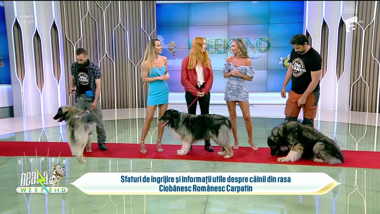 Neatza de Weekend, 28 mai 2023. Super paradă de câini rasa Ciobănesc Românesc Carpatin