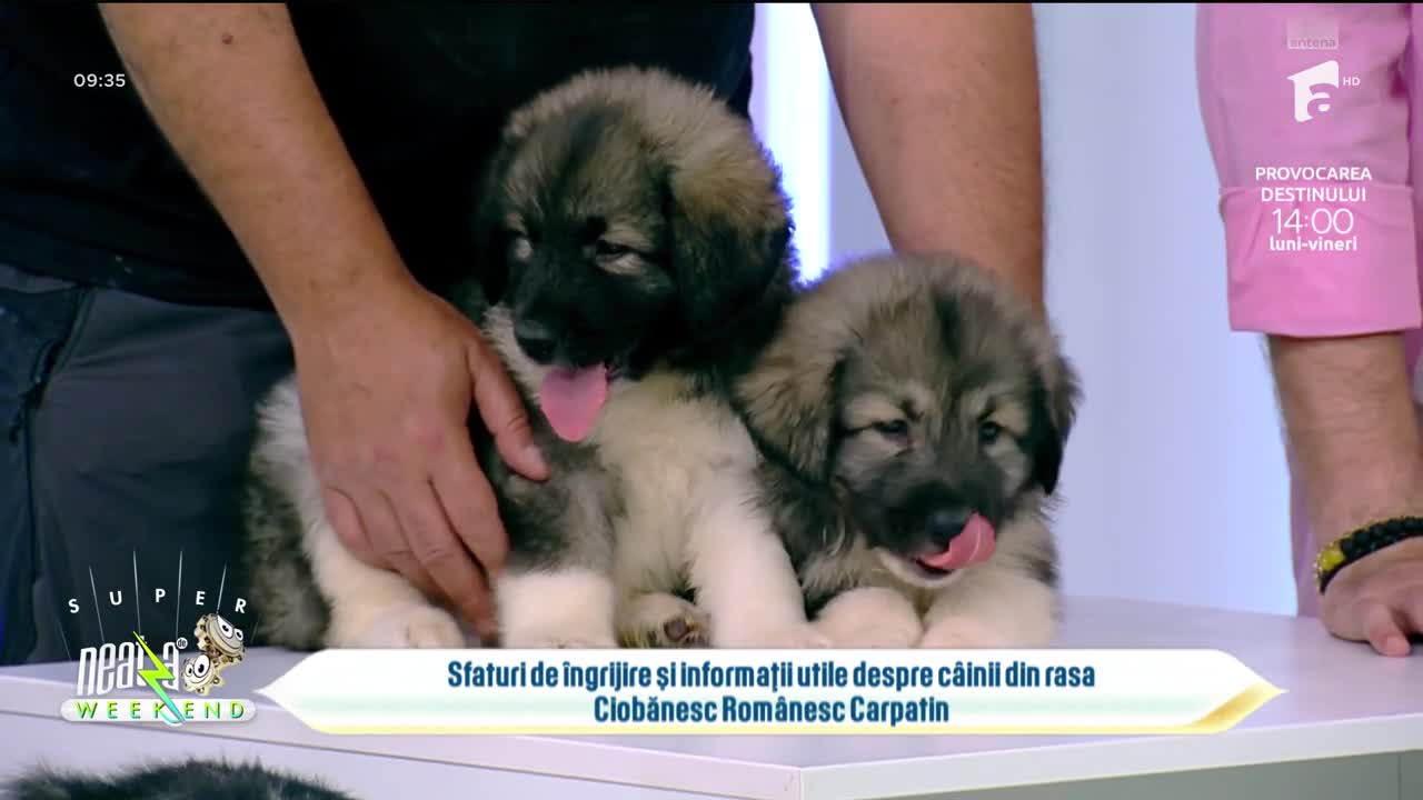 Neatza de Weekend, 16 iulie 2023. Totul despre Ciobănescul Rom&acirc;nesc Carpatin