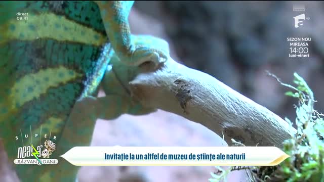 Super Neatza, 3 octombrie 2023. Expoziție de specii exotice de reptile