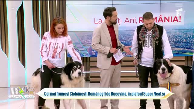 Super Neatza, 1 decembrie 2023. Cei mai frumoși Ciobănești Românești de Bucovina