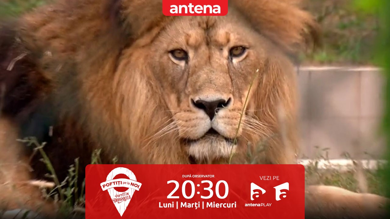 Poftiți pe la noi, 27 mai 2024. Sonny Medini, atacat de un leu, la Grădina Zoologică! Ce a urmat