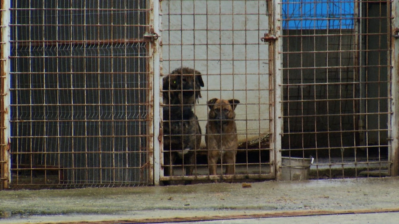 60 de câini fără stăpân, eutanasiaţi în Târgu Jiu. Zeci de oameni spun că adăpostul nici măcar nu ar fi încercat să îi dea spre adopţie