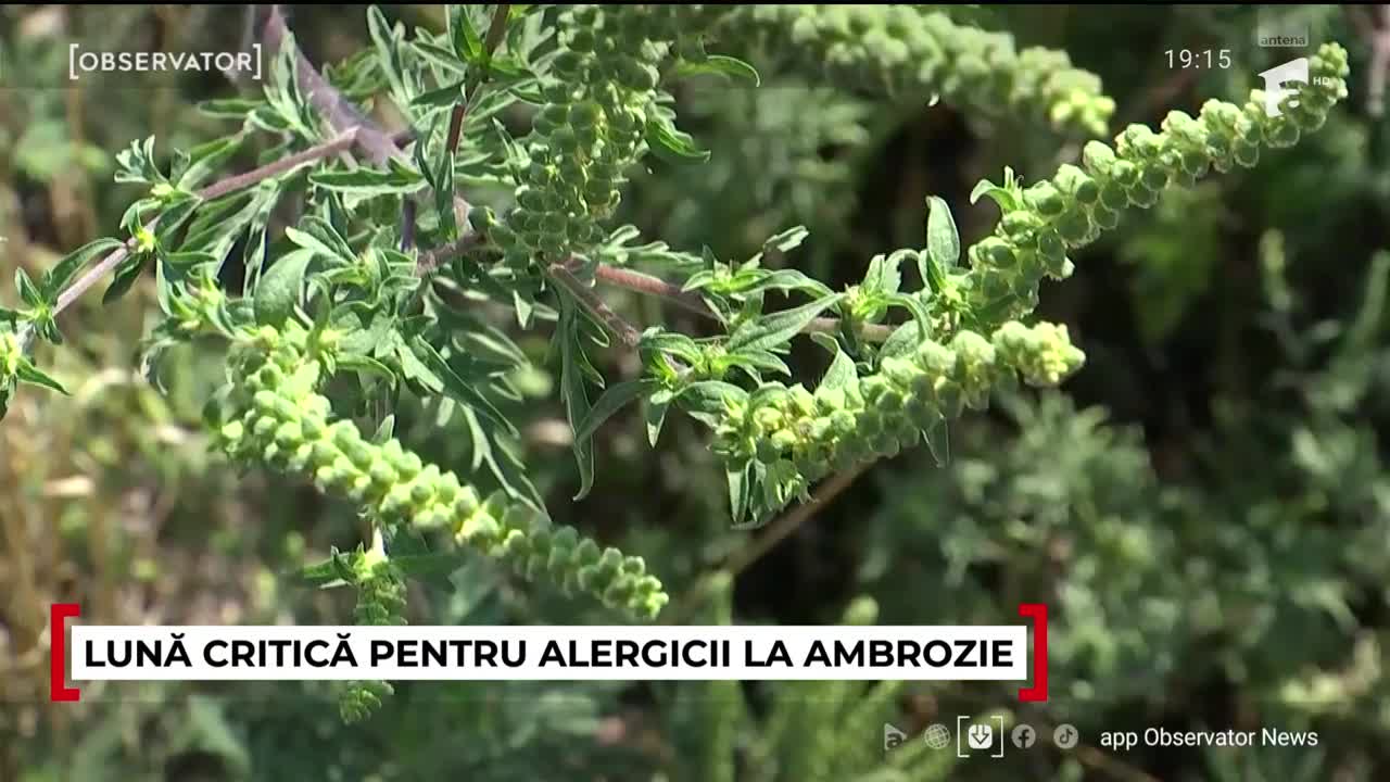 Observator Weekend ora 19