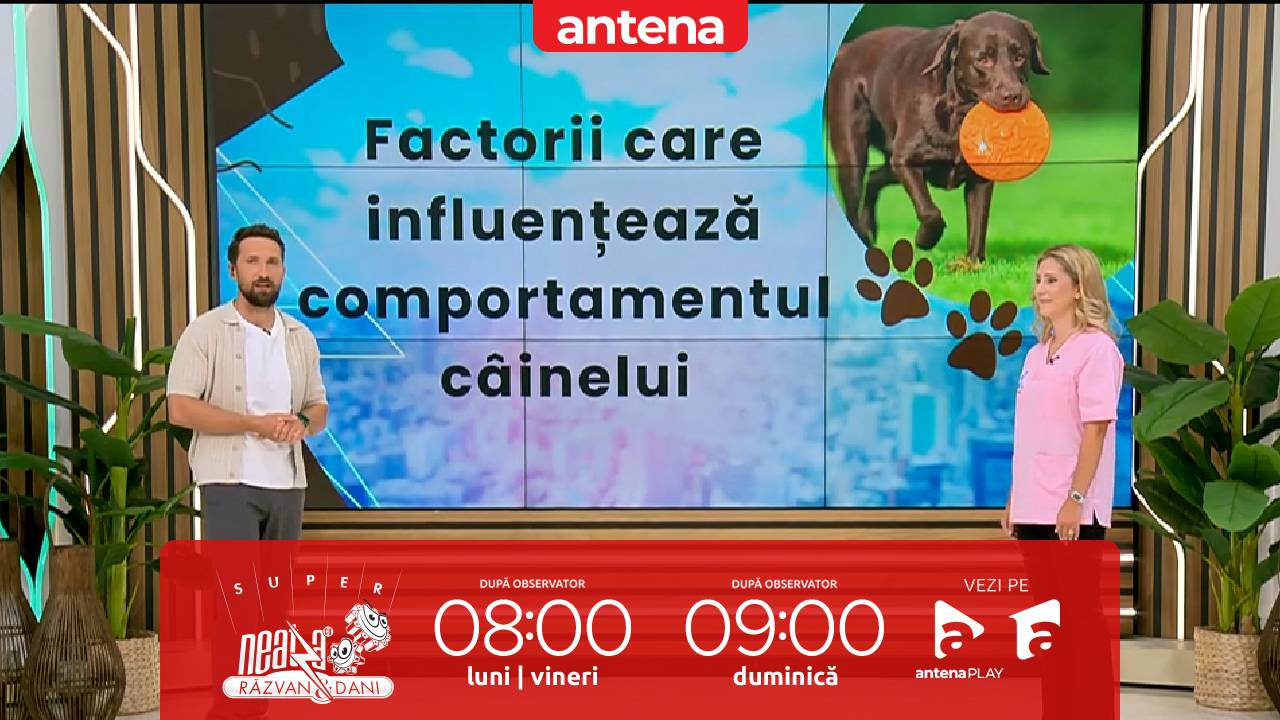 Super Neatza, 23 septembrie 2025. Factori care influențează comportamentul unui cățel