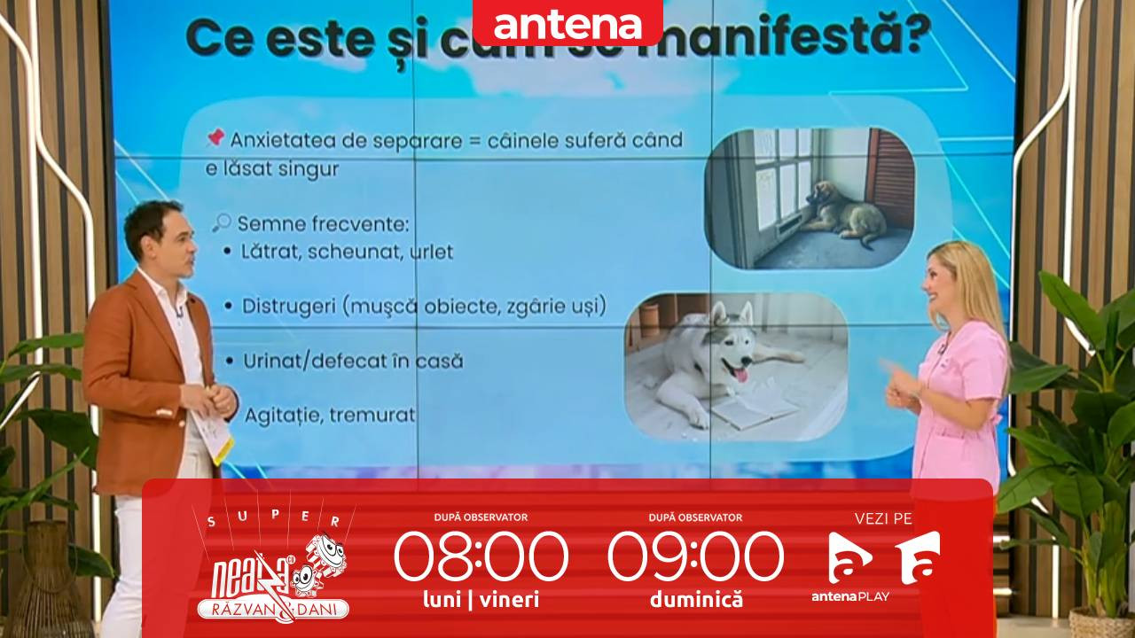 Super Neatza, 21 octombrie 2025. Cum recunoști anxietatea de separare la c&acirc;ini