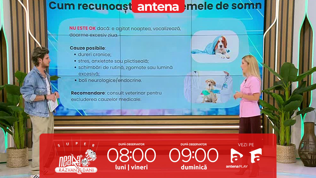 Super Neatza, 28 octombrie 2025. Cum arată un somn normal pentru c&acirc;ini şi pisici
