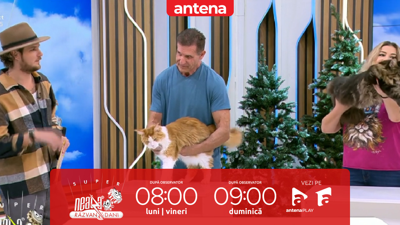 Super Neatza, 5 noiembrie 2025. Cele mai frumoase pisici din rasa Maine Coon din România