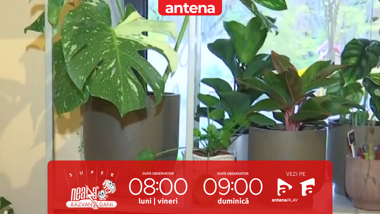 Super Neatza, 7 noiembrie 2025. Recomandări pentru sănătatea florilor de apartament în sezonul rece