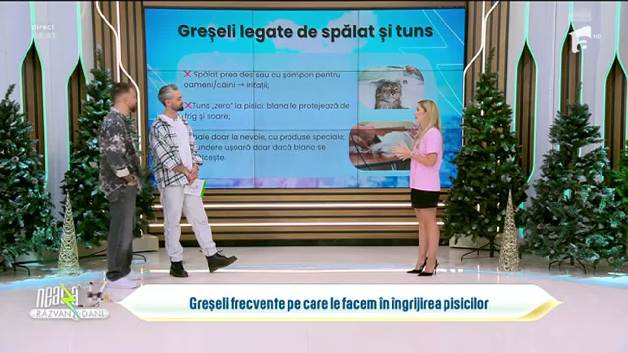 Super Neatza, 18 noiembrie 2025. Greșeli frecvente pe care le facem în îngrijirea pisicilor