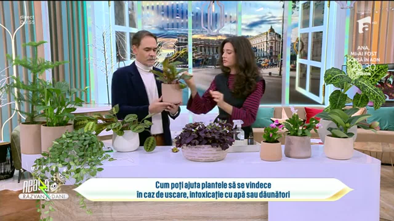 Super Neatza, 19 noiembrie 2025. Cum poți ajuta plantele să se vindece în caz de uscare, intoxicație cu apă sau dăunători