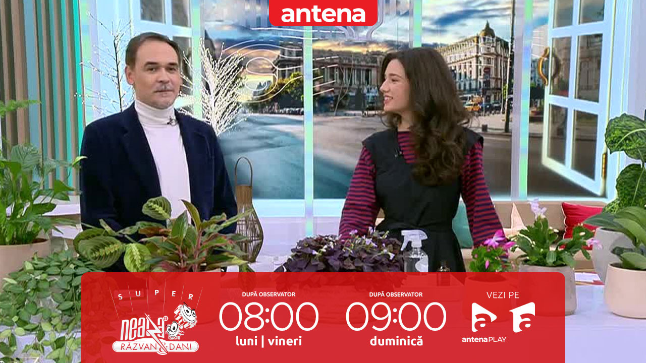 Super Neatza, 19 noiembrie 2025. Cum poți ajuta plantele să se vindece în caz de uscare, intoxicație cu apă sau dăunători