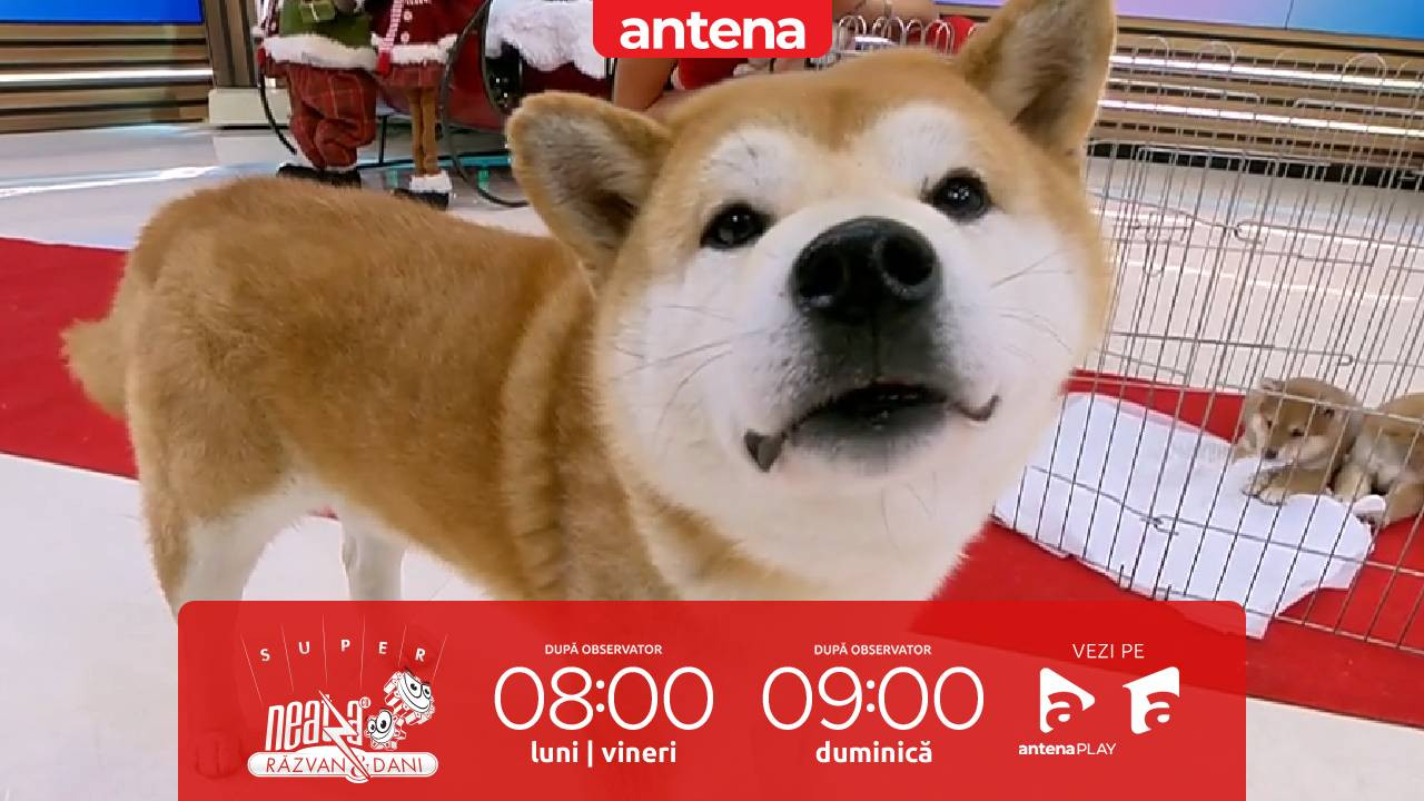 Super Neatza, 3 decembrie 2025. Ghid complet de îngrijire a rasei de câini Shiba Inu