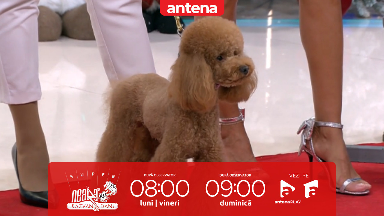 Neatza de Weekend, 28 decembrie 2025. Cum &icirc;i pregătim pe prietenii blănoși pentru noaptea dintre ani