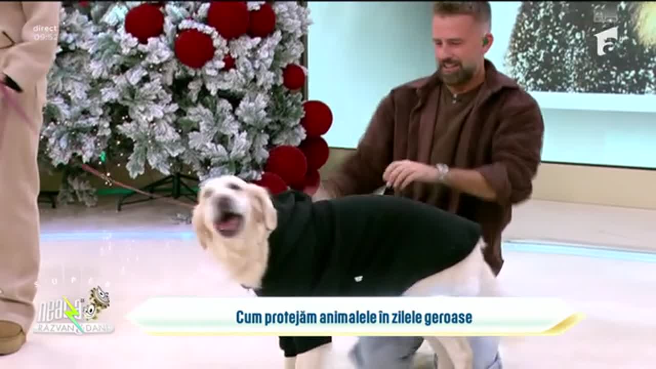 Super Neatza, 12 ianuarie 2026. Pericolele iernii pentru animale și cum pot fi evitate